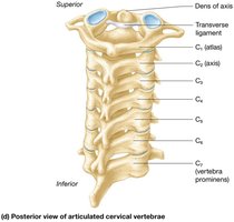 Posterior view of articulated cervical vertebrae