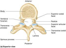 Thoracic vertebrae: superior view