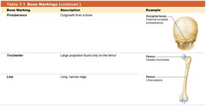 Table of bone markings: protuberance, trochanter, line