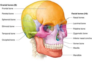 Labeled diagram of cranial and facial bones