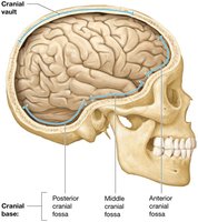 Cranial vault and base of the cranial cavity