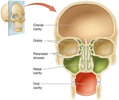 Cavities of the skull
