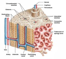 Compact bone and spongy bone structure