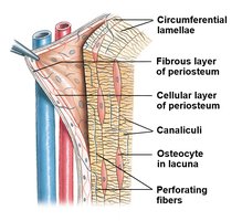 Periosteum structure