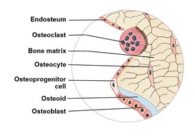 Endosteum structure