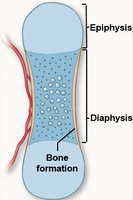 Endochondral ossification: bone formation