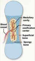 Endochondral ossification: primary ossification center