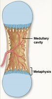 Endochondral ossification: medullary cavity formation