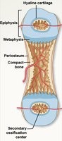 Endochondral ossification: secondary ossification center