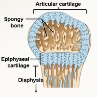 Epiphyseal cartilage and articular cartilage