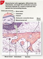Intramembranous ossification: mesenchymal cell aggregation
