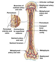 Blood supply to bone