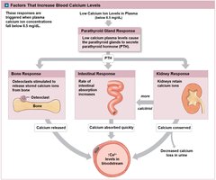 Factors that increase blood calcium levels