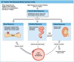 Factors that decrease blood calcium levels