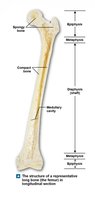 Structure of a long bone