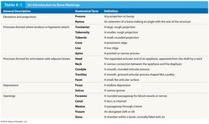Table of bone markings