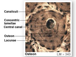 Osteon structure under microscope