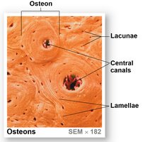 Osteons under scanning electron microscope