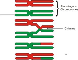 Diagram of homologous chromosomes undergoing crossing over at the chiasma