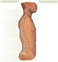 Spinal curves and regions