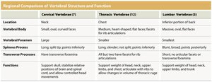 Regional comparison of vertebral structure and function