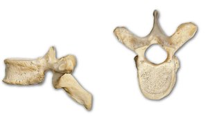 Features of a thoracic vertebra