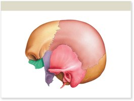 Cranial bones highlighted