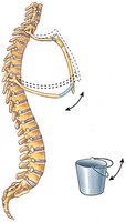 Analogy for movement of a rib