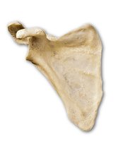 Anterior view of right scapula