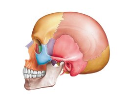Lateral view of the skull with labeled features