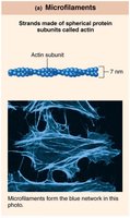 Microfilaments