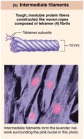 Intermediate filaments