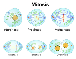 Mitosis stages