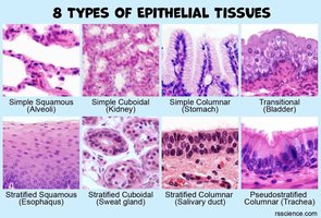 Types of epithelial tissues