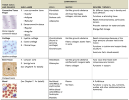 Connective tissue types and features