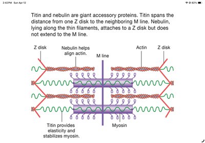Titin and nebulin in the sarcomere
