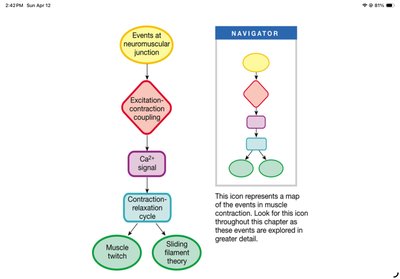 Flowchart of muscle contraction events