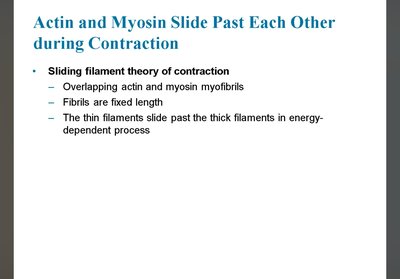 Troponin and tropomyosin regulation of contraction