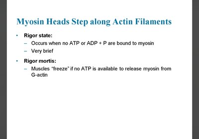 Phosphocreatine energy system in muscle
