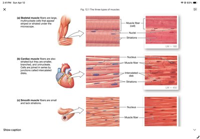 Microscopic comparison of skeletal, cardiac, and smooth muscle