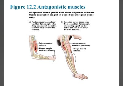 Antagonistic muscle action: flexor and extensor