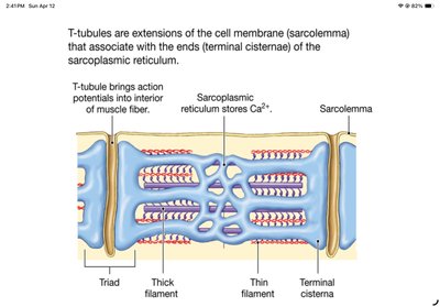 T-tubules and sarcoplasmic reticulum in muscle fiber