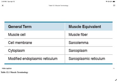 Muscle terminology table