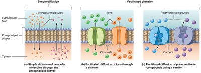 Simple and facilitated diffusion