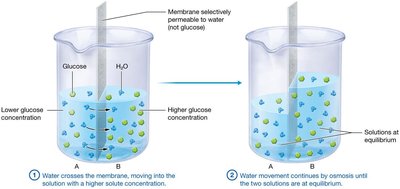 Osmosis across a membrane