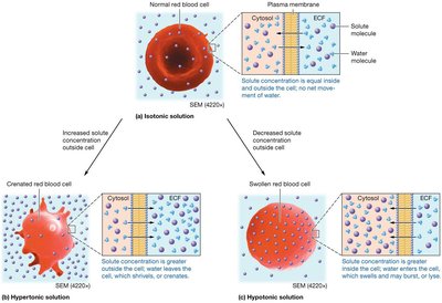 Effects of isotonic, hypertonic, and hypotonic solutions on cell volume