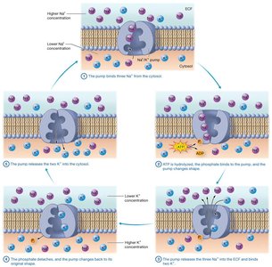 Primary active transport by Na+/K+ pump