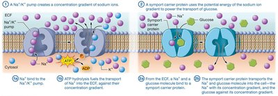 Secondary active transport