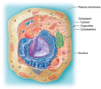 Generalized cell structure