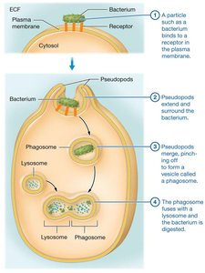 Phagocytosis process